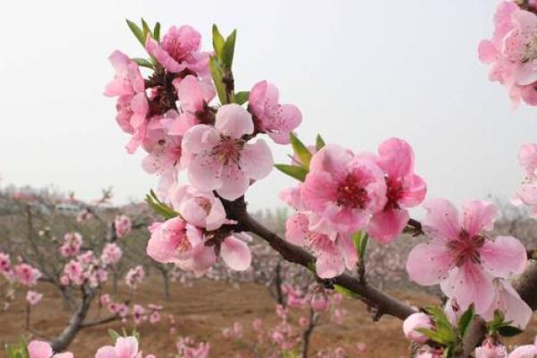 命里犯桃花的动物，你的桃花运如何？