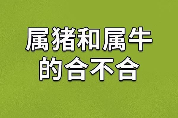 二〇〇七年属猪的命运与性格解析