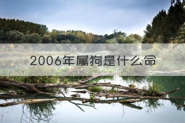 206年出生的狗命解析：属狗人的命运与生活秘诀