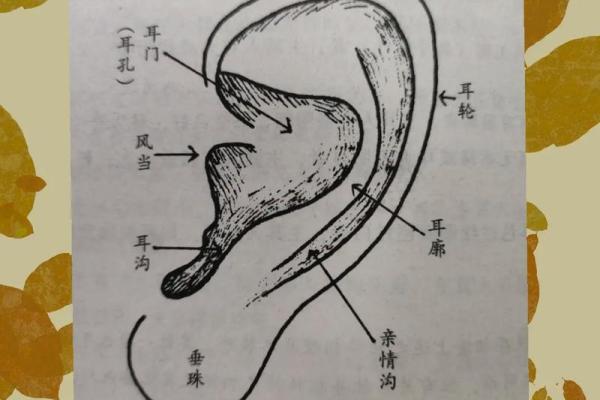 耳朵长什么，富贵命何在？揭秘耳相与人生运势的神奇关系