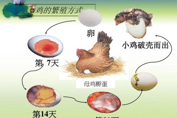 2005年出生的鸡命运解析：揭示你的未来与性格特征