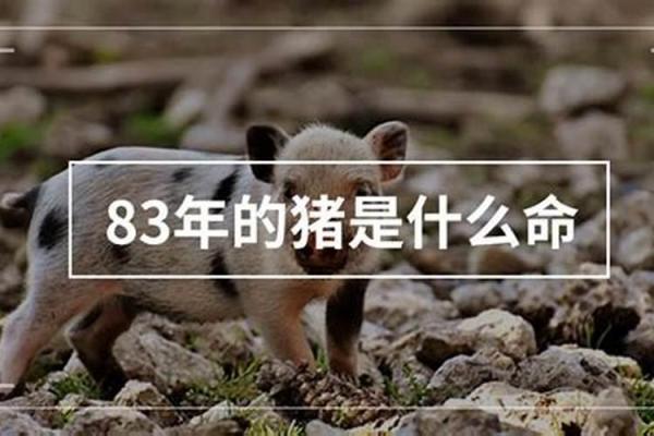 72岁属猪的命运：知晓五行，赋予人生新方向