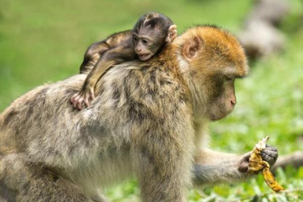 193年出生的猴子命运与性格解析：揭示你的命理特征与生活启示