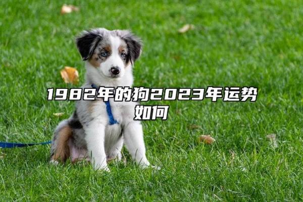 2818属狗的是什么命？揭开生肖狗的命运之谜