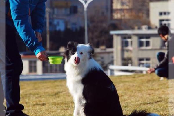 1994年：木犬年，开启命运的新篇章