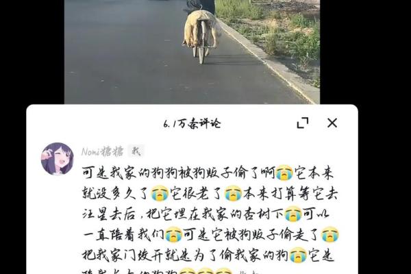 丢了命的狗子：那些让人心碎的无声陪伴与回忆