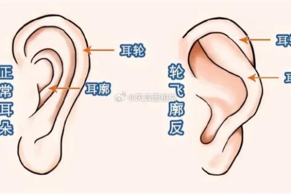 耳朵的形状与运势：解读耳朵与命运的神秘关系