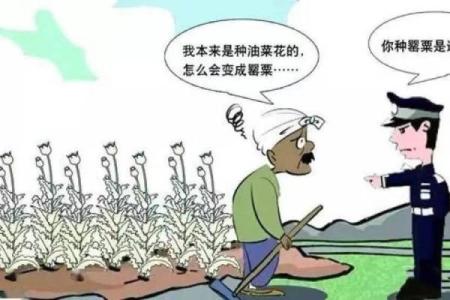 火牛命的种植选择：怎样选种才能助力旺运？