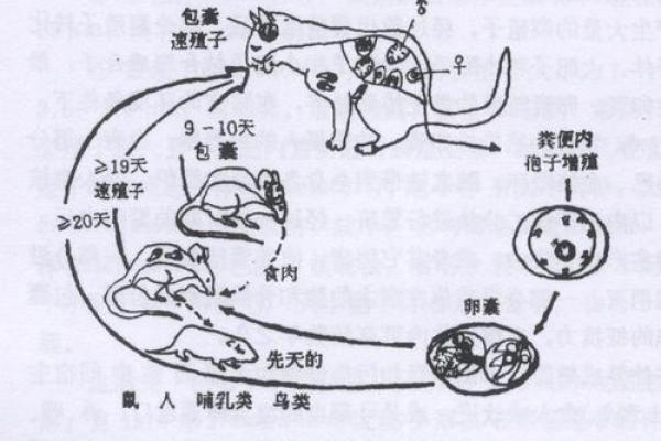 2013年出生的生肖兔：命运解析与生活指南