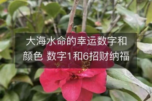 大海水命的颜色忌讳及其象征意义探讨