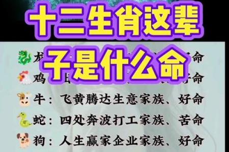 2023年属鸡人的命运解析：探索你是干什么的？