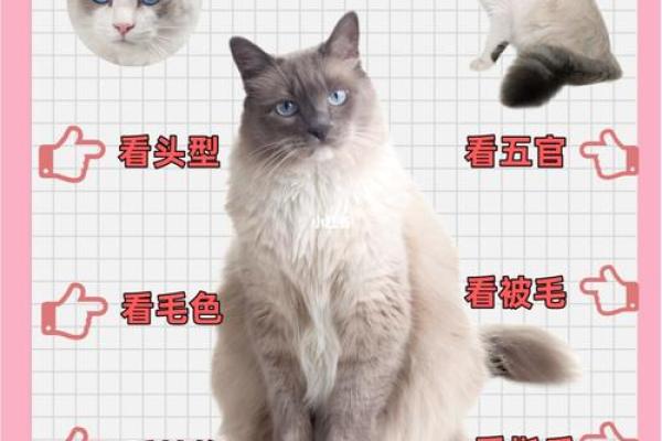 根据命格选择养猫狗的最佳时机与方法