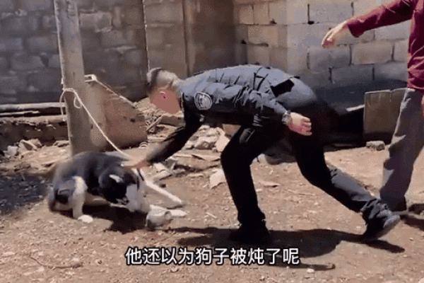 哈士奇：警犬的强大替代者，却为何没有警犬命？