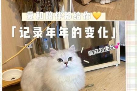 根据命格选择养猫狗的最佳时机与方法