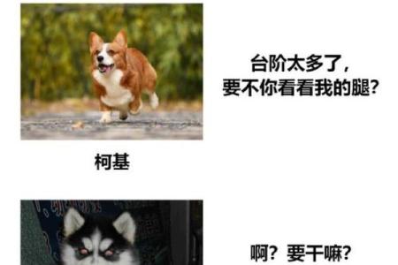 哈士奇：警犬的强大替代者，却为何没有警犬命？