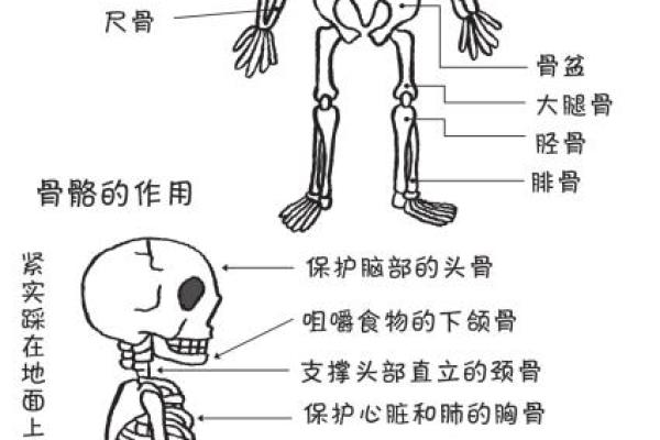 探索205块骨头的奥秘：揭秘人体的神秘结构与功能