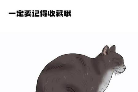 适合养猫狗的命理解析：让你的宠物与生活更和谐