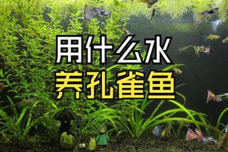 命理与水中生灵：如何选择适合你的鱼类养殖？