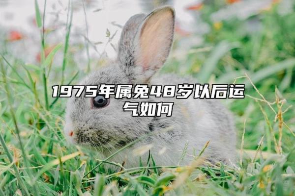 兔年命运解析：1963年出生的你将如何展现人生精彩