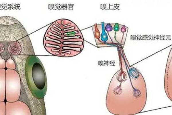 脑后隆起的秘密：探究与命运的千丝万缕关系