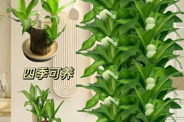 命里缺水，养什么植物最合适？寻找你的植物搭档！