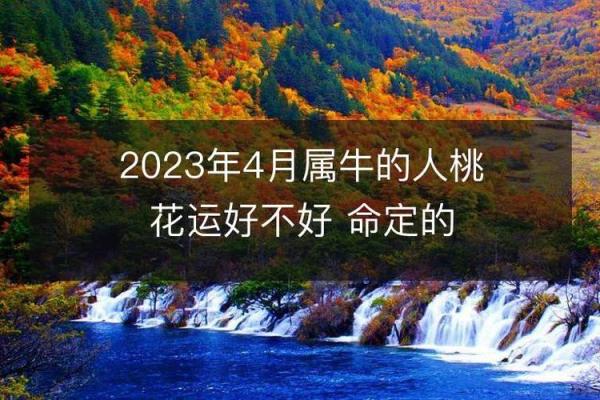 牛年宝宝命理分析：这一年出生的小天使更多的魅力与潜力！