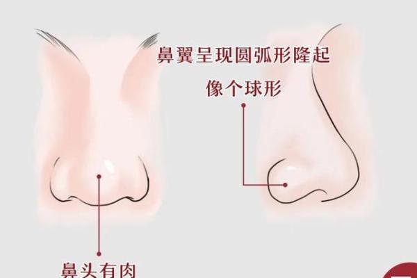 修长的鼻子：你命中注定的秘密与未来的无限可能