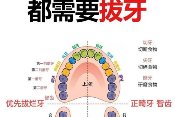 探索32颗牙齿背后的秘密：它们象征的命运与个性分析