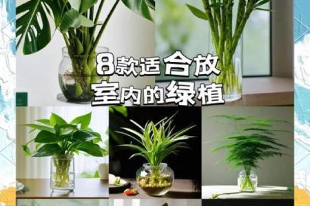 水命人适宜养殖的植物推荐与养护技巧