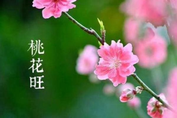 命带桃花：桃花运与爱情缘分的奇妙体验